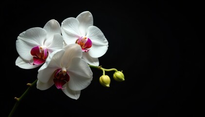Obraz premium Dramatic black background, cascading bouquet of white orchids and peach roses, close up, celebration, blossom