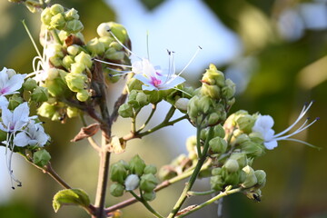 Clerodendrum trichotomum plant flowers. Its other names  harlequin glorybower, glorytree...