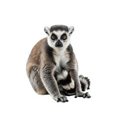 Image of a lemur made by generative AI