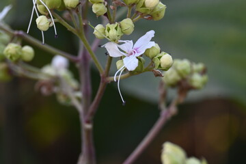 Clerodendrum trichotomum plant flowers. Its other names  harlequin glorybower, glorytree...