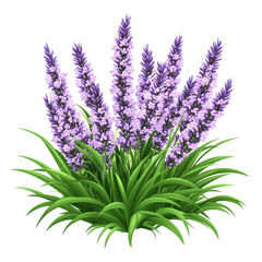 Fototapeta premium Lush lavender flowers blooming beautifully a vibrant purple display