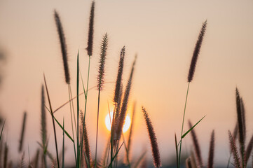 sunset in the grass