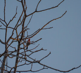 House Finch singing at first light