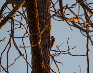Downy woodpecker at first light