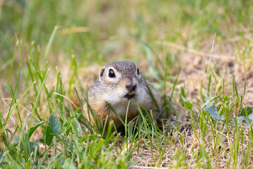 Gopher stands in the grass on a summer day close up