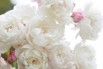 Bouquet of white peonies on a white background