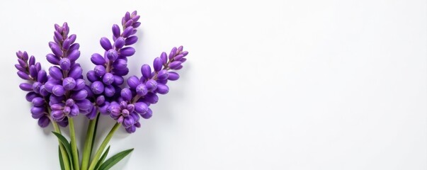 Fototapeta premium Vibrant lavender bouquet, pristine white backdrop , fresh, arrangement, macro