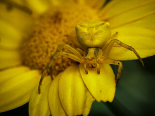 Yellow crab spider on a vibrant yellow flower with a detailed macro view.