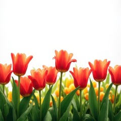 Obraz premium Red Tulip Border