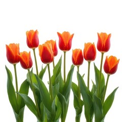 Naklejka premium Orange Tulip Bouquet