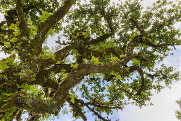 Obraz premium Fanal Forest is a stunning site on the north coast of Madeira Island, Portugal where ancient Laurel trees are shrouded in an enchanting misty landscape
