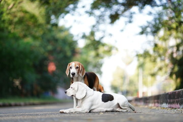 Two Beagle Dogs Relax in the Outdoors on a Peaceful Day