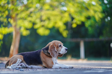 Beagle Resting Peacefully Outdoors Surrounded by Lush Greenery in a Park