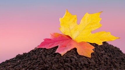 Autumn Leaves on Soil Red and Yellow Maple Leaves with Dew Drops Against Pink and Purple Gradient