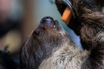 Sloth Enjoying a Carrot Treat