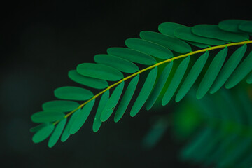 close up of green leaf on black background