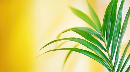 Palm leaf, yellow background, indoor plant, summer vibe, home decor