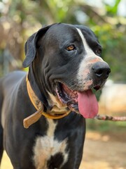 Black Bully Kutta Dog