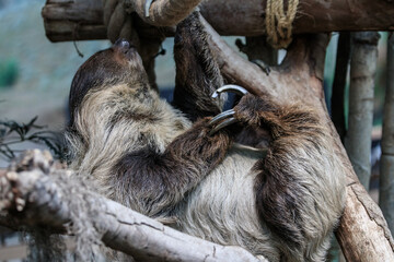 Fototapeta premium Close-Up of a Sloth Hanging from a Tree