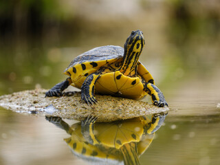cute turtle on rock