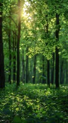 Fototapeta premium Sunlight filtering through forest trees