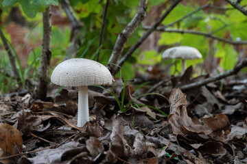 White mushroom on forest floor with tall stalk and wrinkled cap surrounded with dry leaves