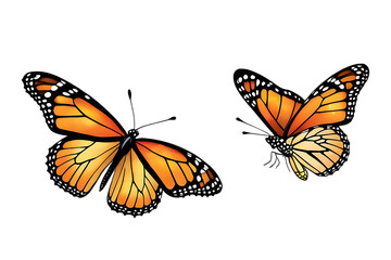 Fototapeta premium Monarch Butterfly Illustration with Watercolor Floral Elements on Black Background