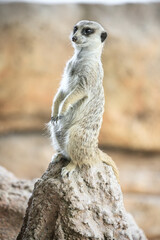 Fototapeta premium Alert Meerkat Standing on a Rock