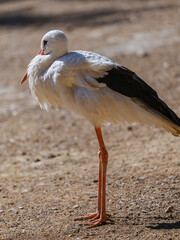beautiful white stork
