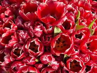 Red tulips flowers beautiful bright blooms