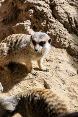 Curious Meerkat Digging in the Sand