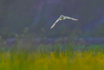 Barn Owl (Tyto alba) hunting in grassland on a summer evening, Gloucestershire, England