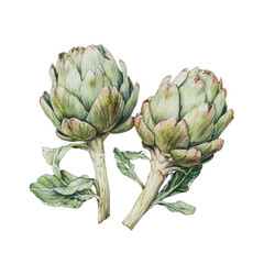 Obraz premium Fresh Green Artichokes Isolated on White Background