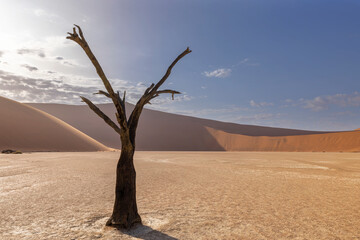 Lone dead camel thorn tree