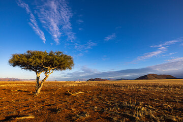 Lone tree on dry plain