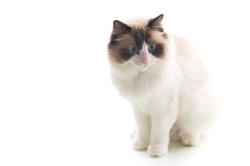 Beautiful Ragdoll cat with white and brown fur