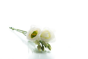Delicate eustoma with white buds on the background