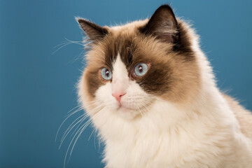 Studio portrait of a domestic Ragdoll cat