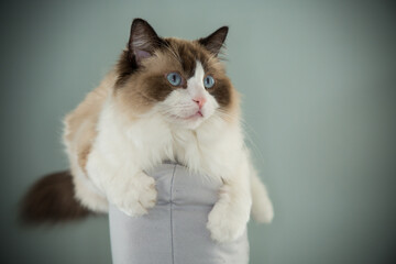 cat sits comfortably on the back of a chair, Ragdoll breed