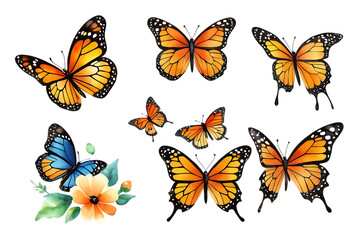 Obraz premium Orange and Blue Butterfly Collection with Flowers on Black Background