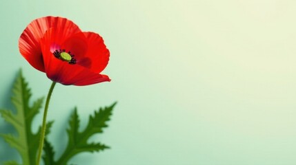 Obraz premium A single vibrant red poppy flower with lush green foliage against a soft mint green background