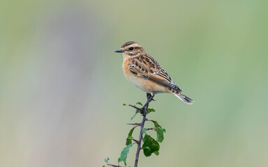 Fototapeta premium Female Whinchat (Saxicola rubetra) in Gloucestershire on passage