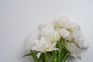 Bouquet of white delicate tulips on a light background, top view, space for text. Greeting card, banner