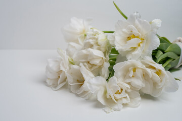 Bouquet of white delicate tulips on a light background, top view, space for text. Greeting card, banner