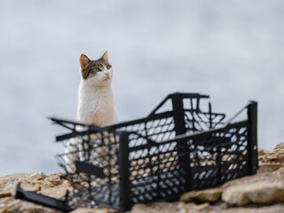 beautiful cat portrait