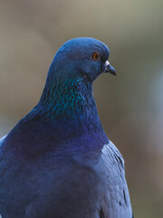 a beautiful pigeon on the roof