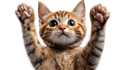 Playful Paws Up: A cute, ginger tabby kitten with wide, curious eyes raises its adorable paws up, offering an engaging and expressive pose, captured in a bright, close-up portrait