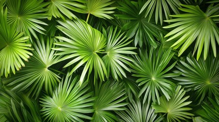 Lush green palm leaves creating a vibrant tropical botanical backdrop