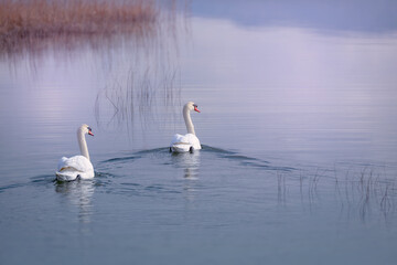 A serene photograph of two mute swans (Cygnus olor) gracefully gliding through the calm waters of Vrana Lake, Croatia, at sunrise. Soft pastel hues and gentle ripples create a serene, dreamlike scene