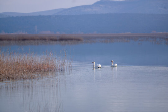 A serene photograph of two mute swans (Cygnus olor) gracefully gliding through the calm waters of Vrana Lake, Croatia, at sunrise. Soft pastel hues and gentle ripples create a serene, dreamlike scene